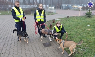 Trzech słuchaczy Szkoły Policji w Pile wyprowadza na smyczy trzy psy – podopiecznych Schroniska.